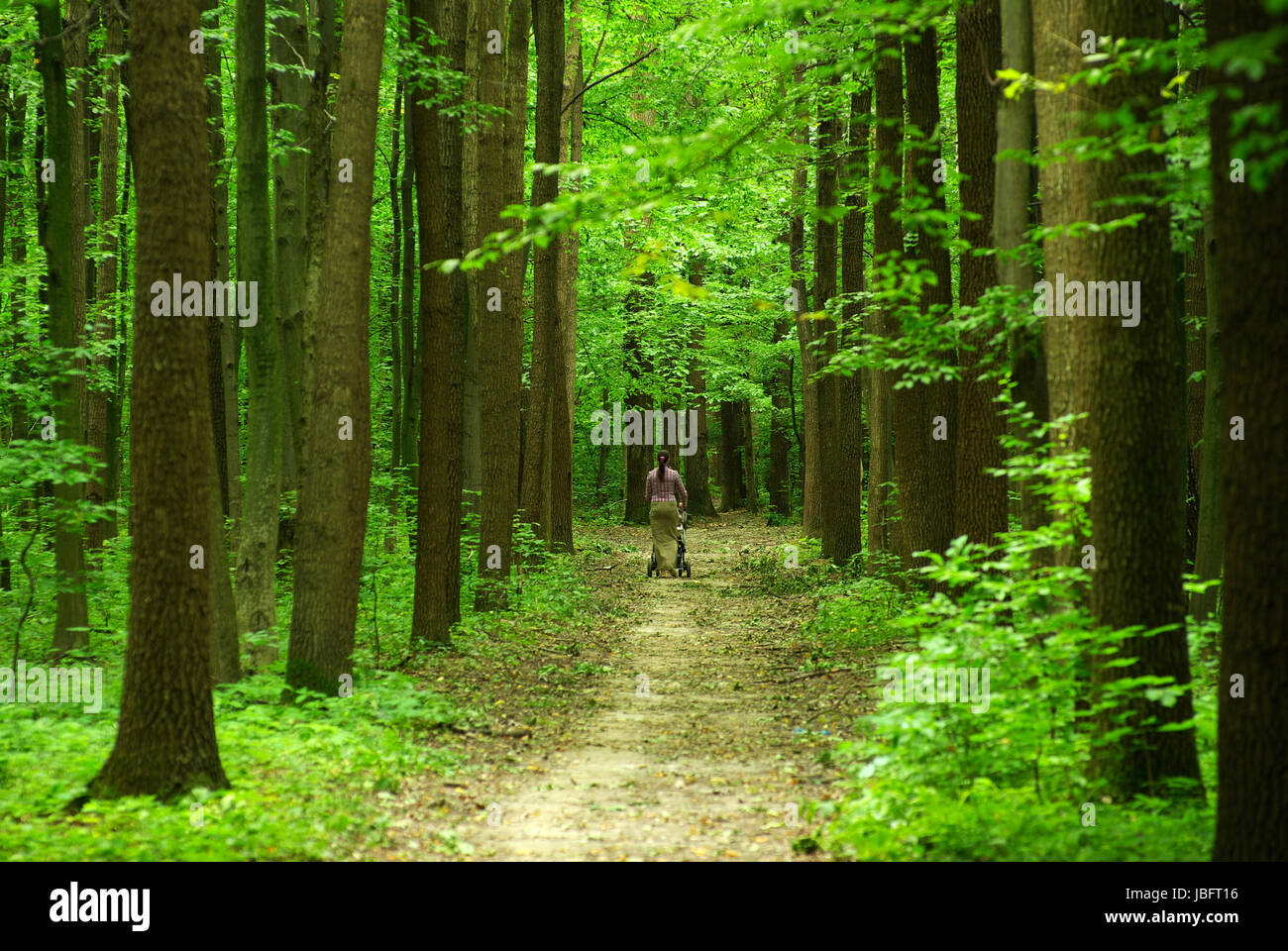 a path is in the green forest Stock Photo - Alamy