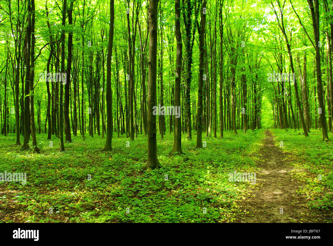 a path is in the green forest Stock Photo - Alamy