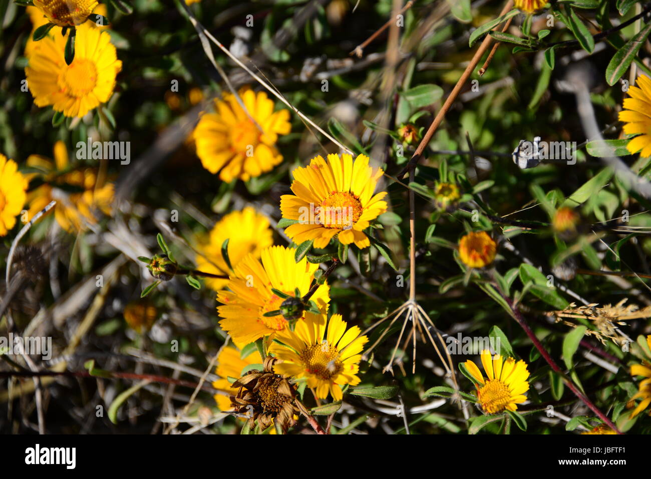 bleed vernal flowers Stock Photo Alamy
