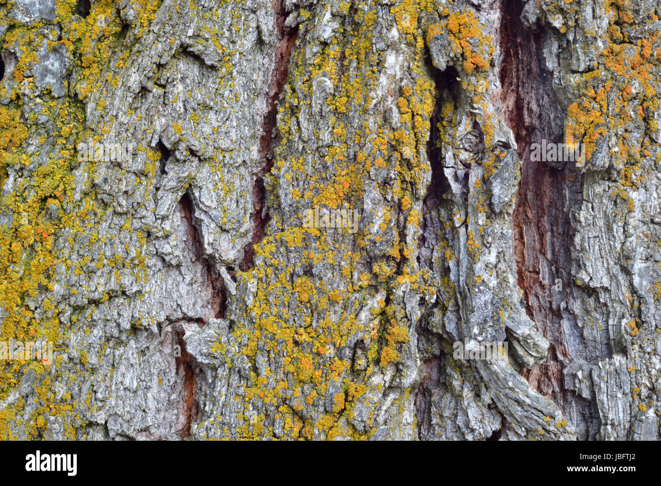 Elm tree bark with moss Stock Photo Alamy