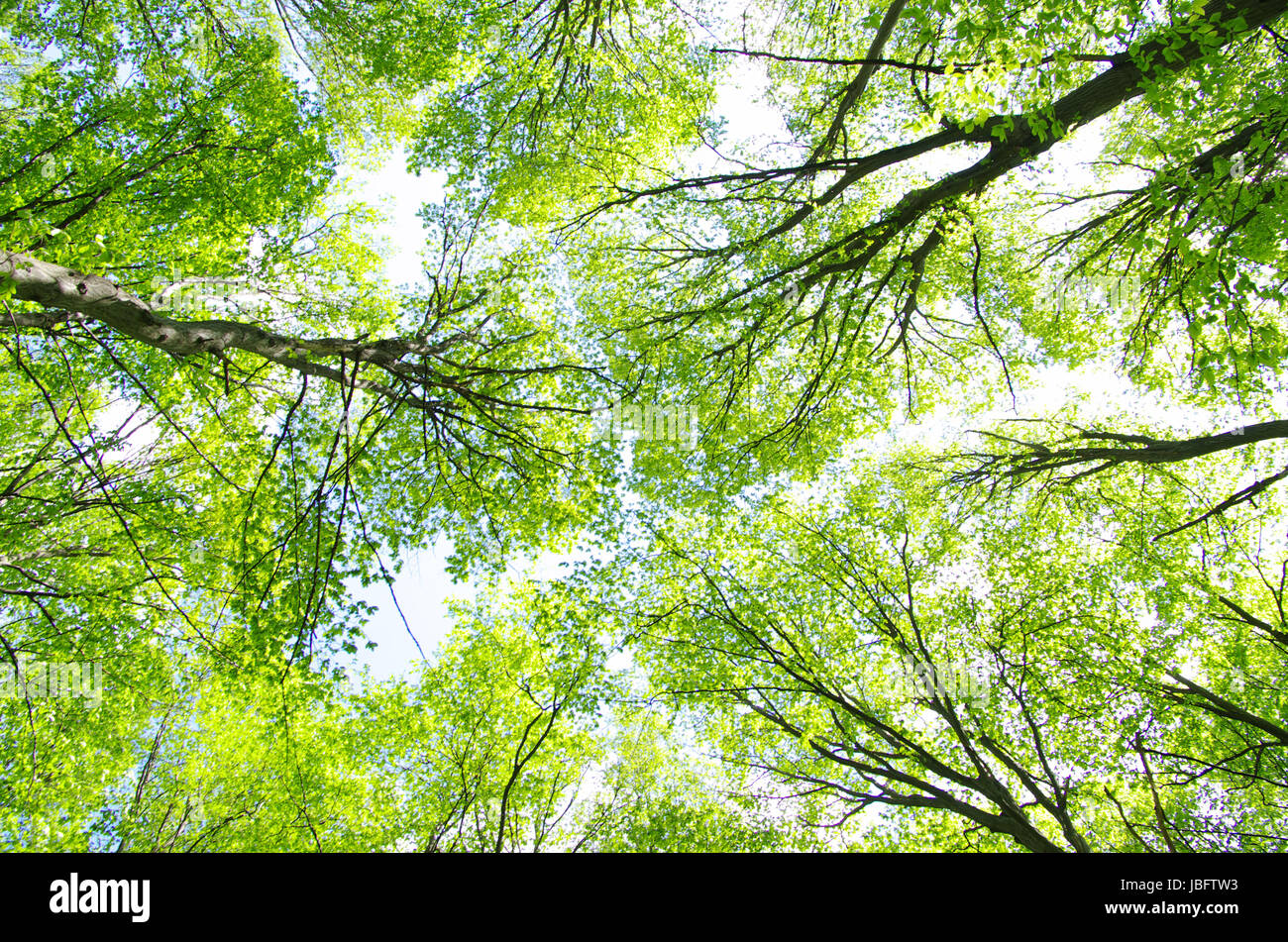 green forest background in a sunny day Stock Photo - Alamy