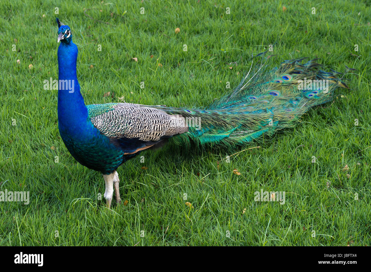 Peacock on a green grass Stock Photo - Alamy