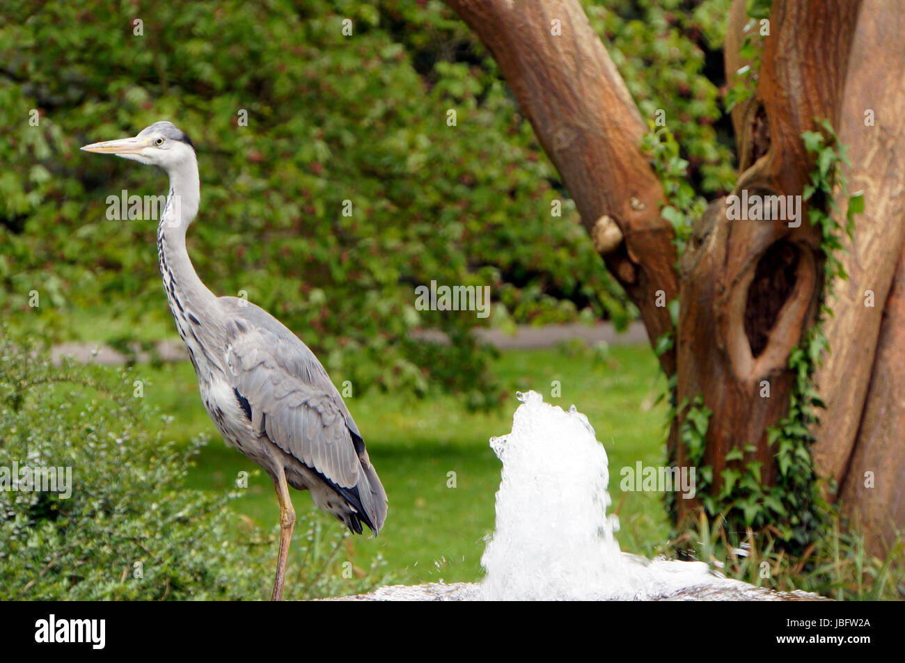 Graureiher an einem Gartenteich, Leverkusen, NordrheinWestfalen