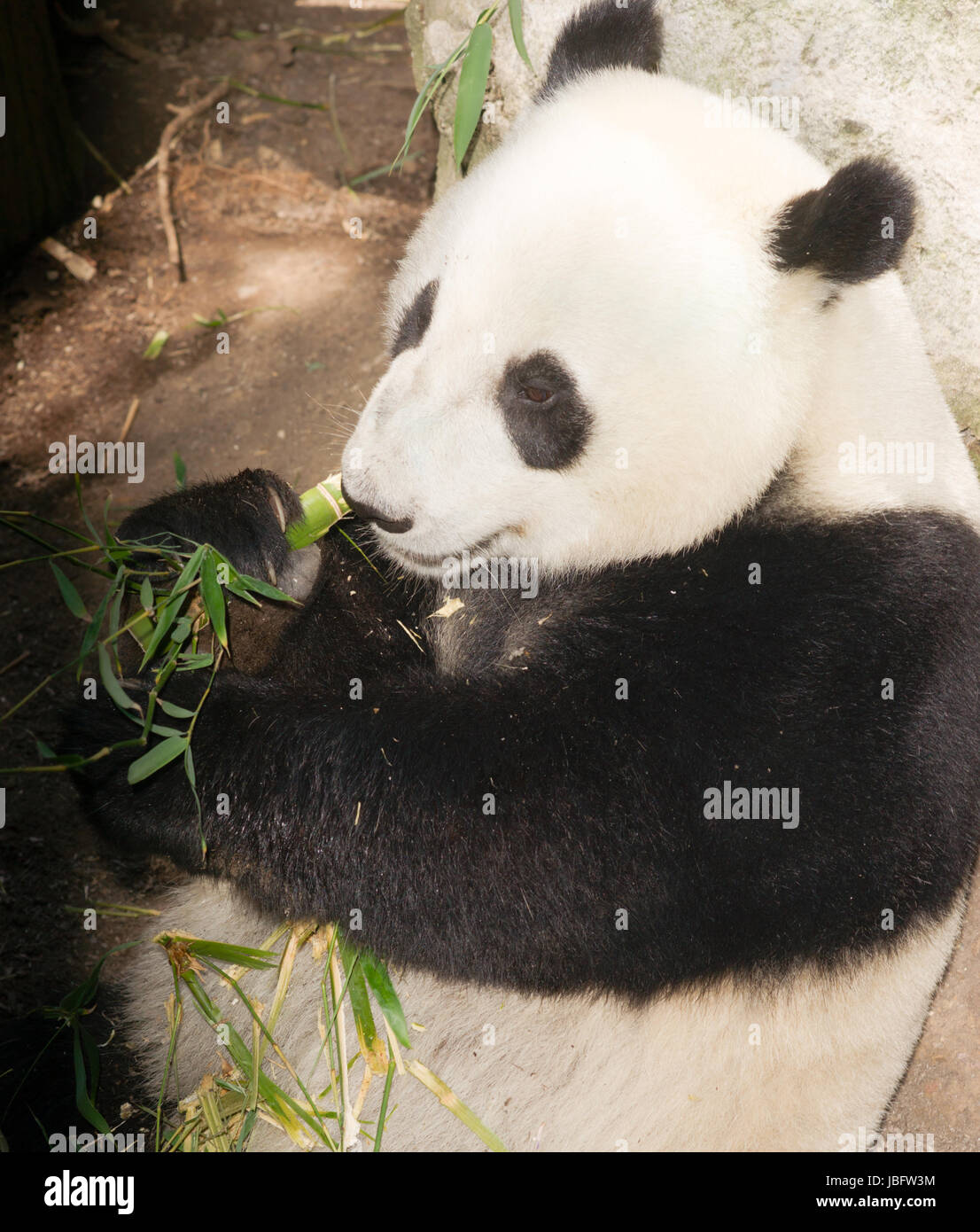 Endangered A Giant Panda relaxes while feeding on Bamboo Stock Photo