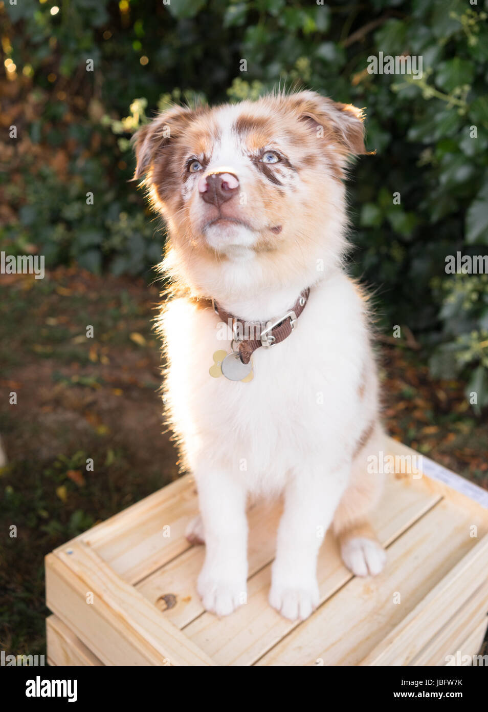Dog With One Brown Eye And One Blue Eye Hi Res Stock Photography And Images Alamy Dog With One Brown Eye And One Blue Eye Hi Res Stock Photography And Images Alamy
