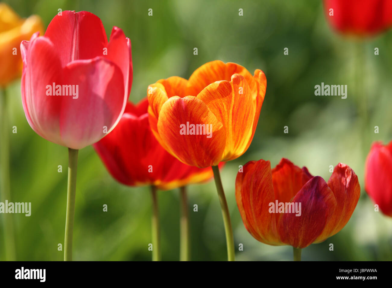 color variations on the theme tulip Stock Photo - Alamy
