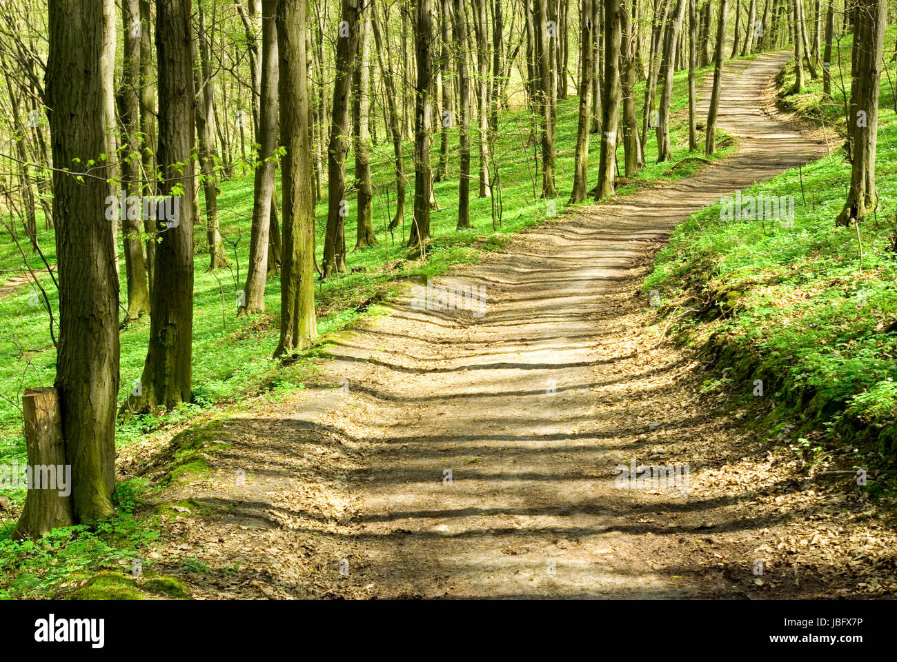 a path is in the green forest Stock Photo - Alamy