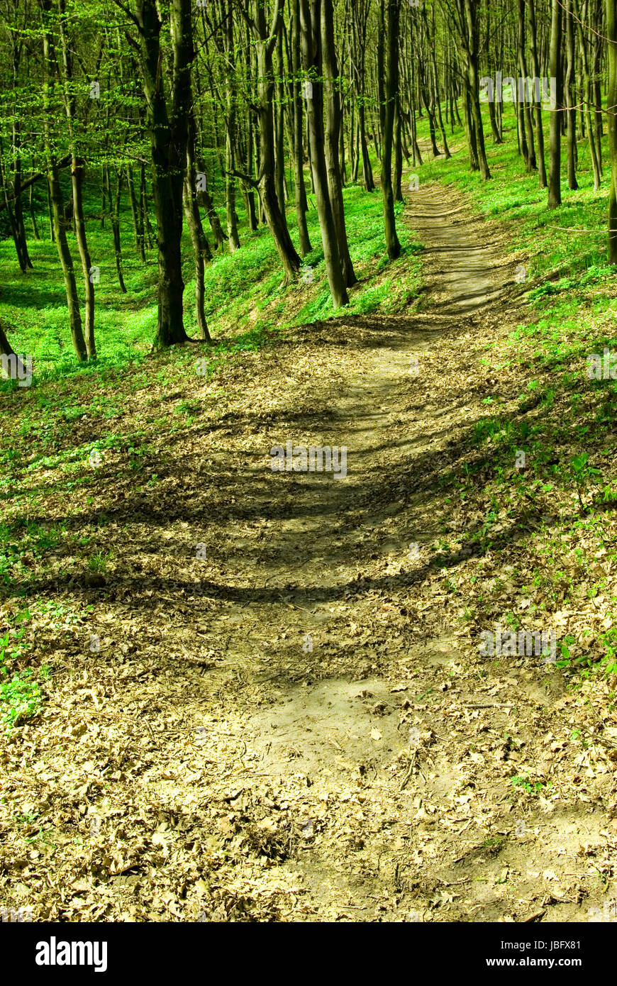 a path is in the green forest Stock Photo - Alamy