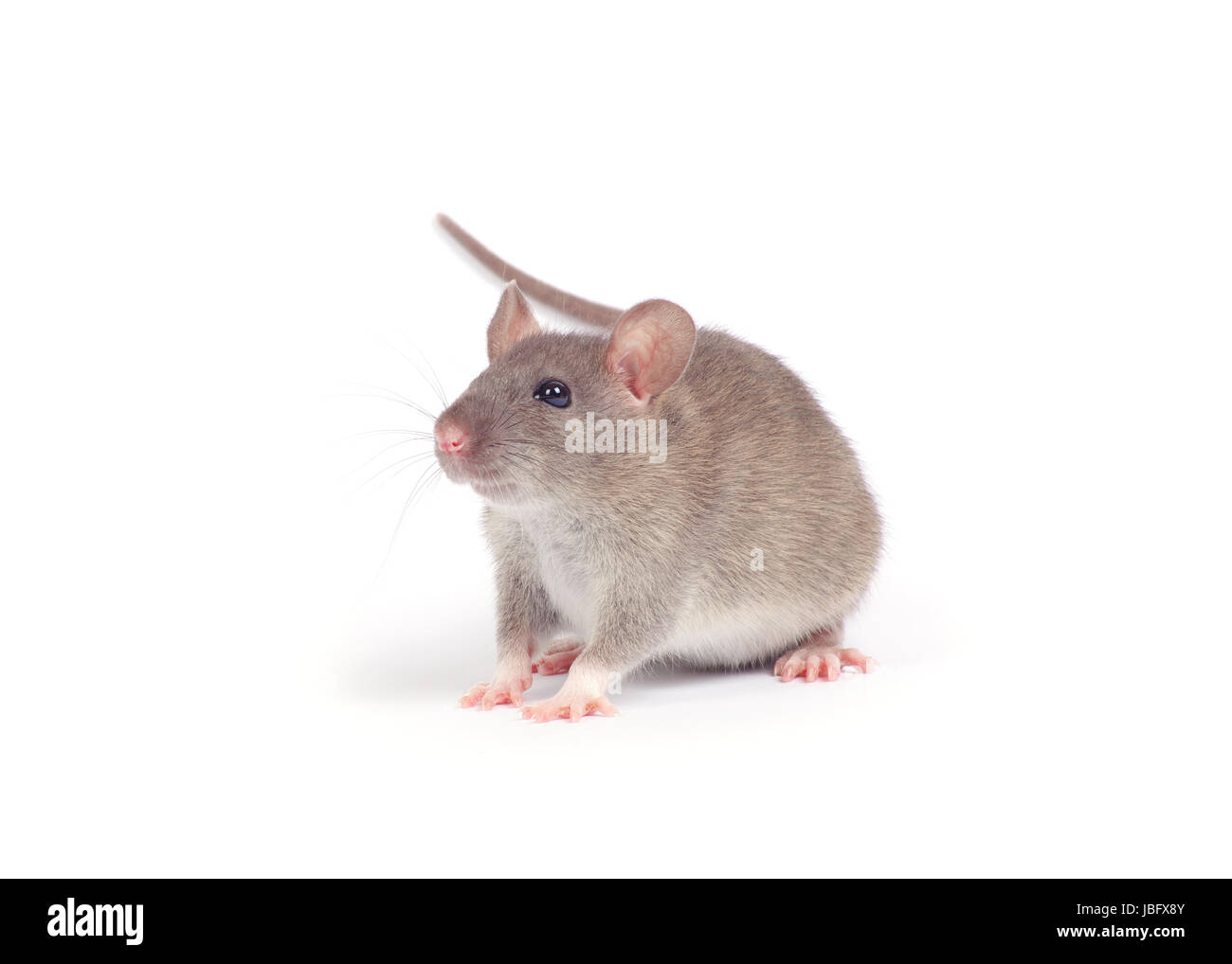 rat isolated on white background Stock Photo - Alamy