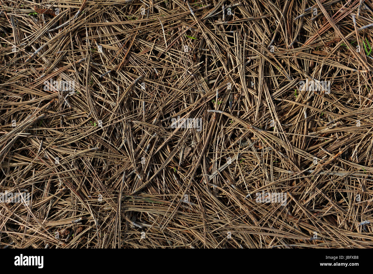 Ground covered with thick layer of fallen, dried pine needles; good for