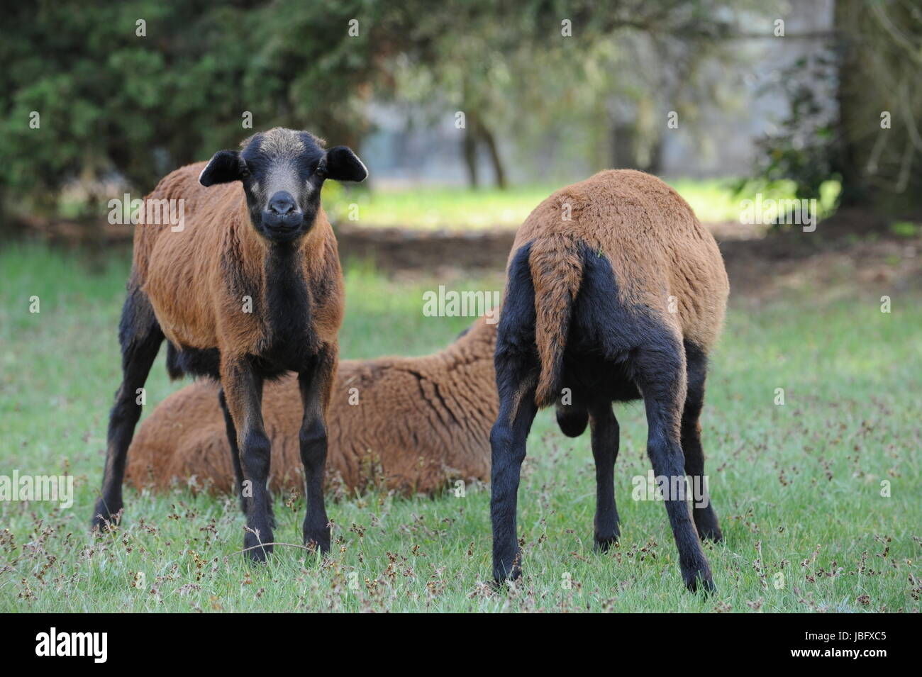 caribbean sheep Stock Photo