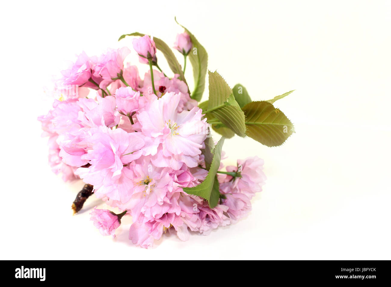 Blüten einer japanische Kirsche vor weißem Hintergrund Stock Photo