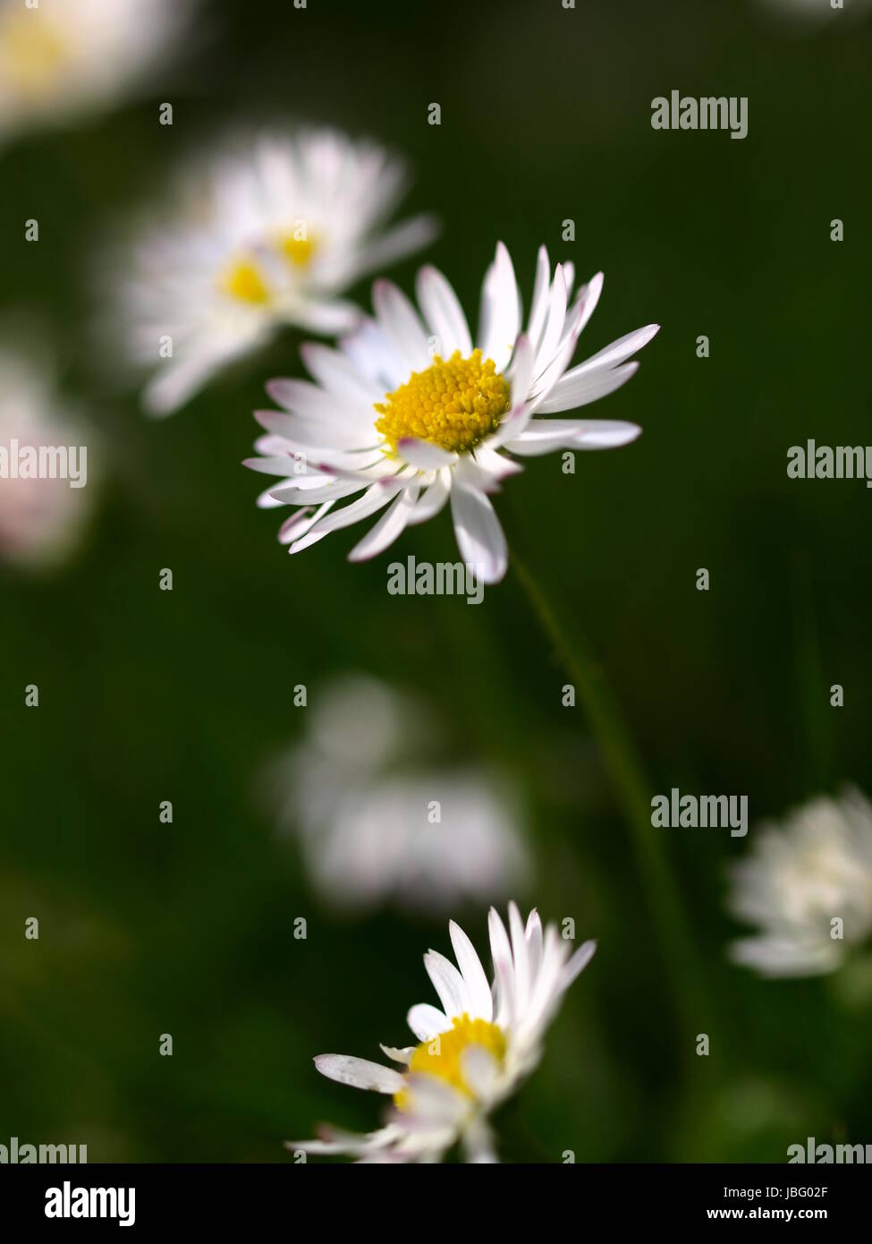 small daisies in the meadow Stock Photo - Alamy