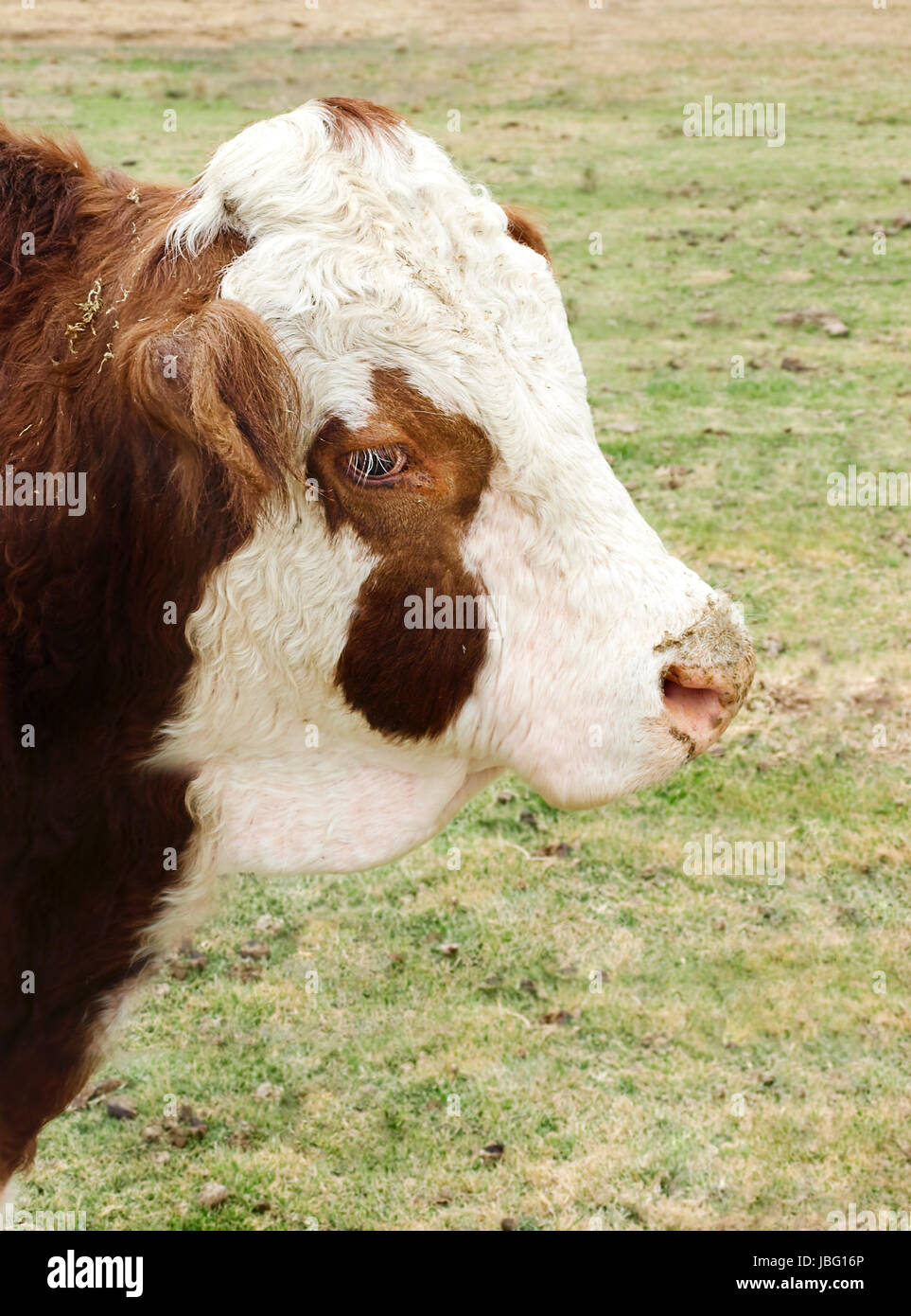 Hereford bull in portrait view of male cow on cattle farm ranch Stock ...