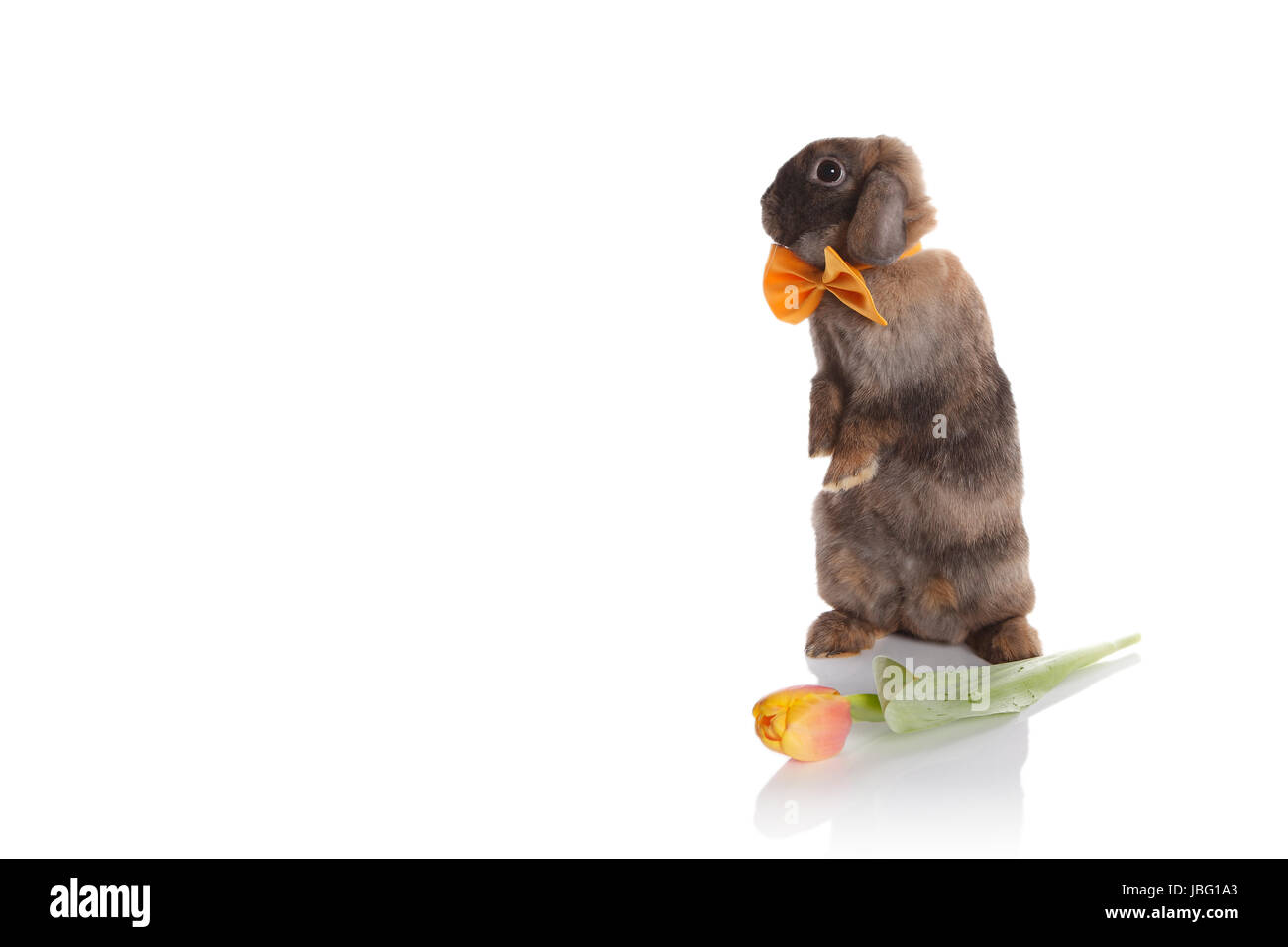 Rabbit with bow tie and tulips on white background Stock Photo