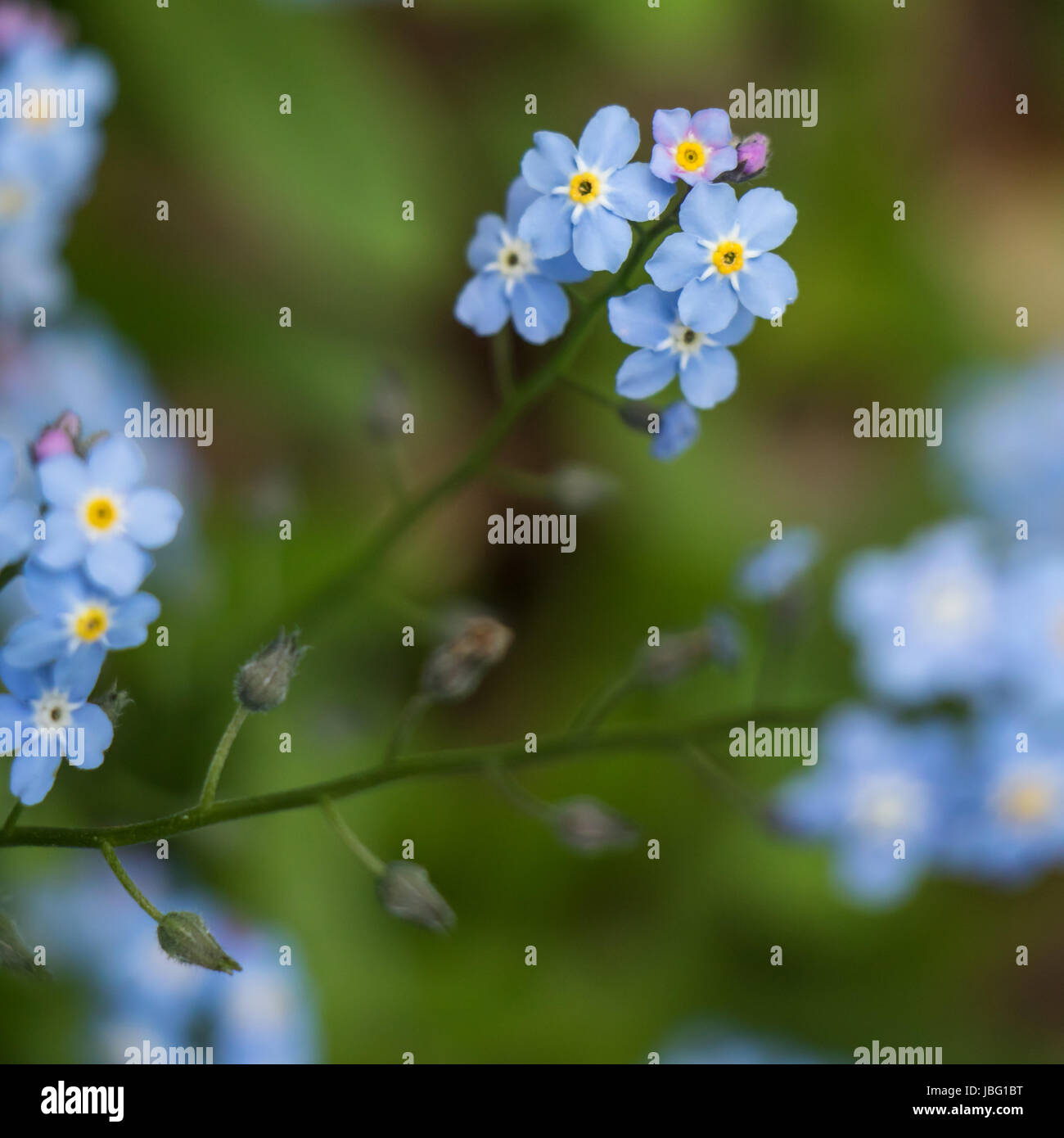 Blue flowers Stock Photo Alamy