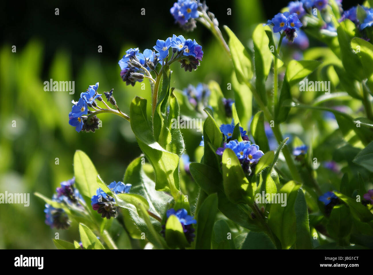 Blaue Vergissmeinnicht Hi res Stock Photography And Images Alamy blaue-vergissmeinnicht-hi-res-stock-photography-and-images-alamy