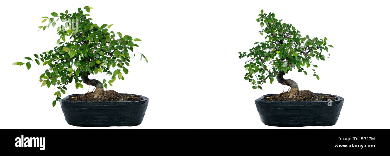 Bonsai, Japanische Ulme vor und nach dem Rückschnitt, auf weißem Hintergrund. Stock Photo