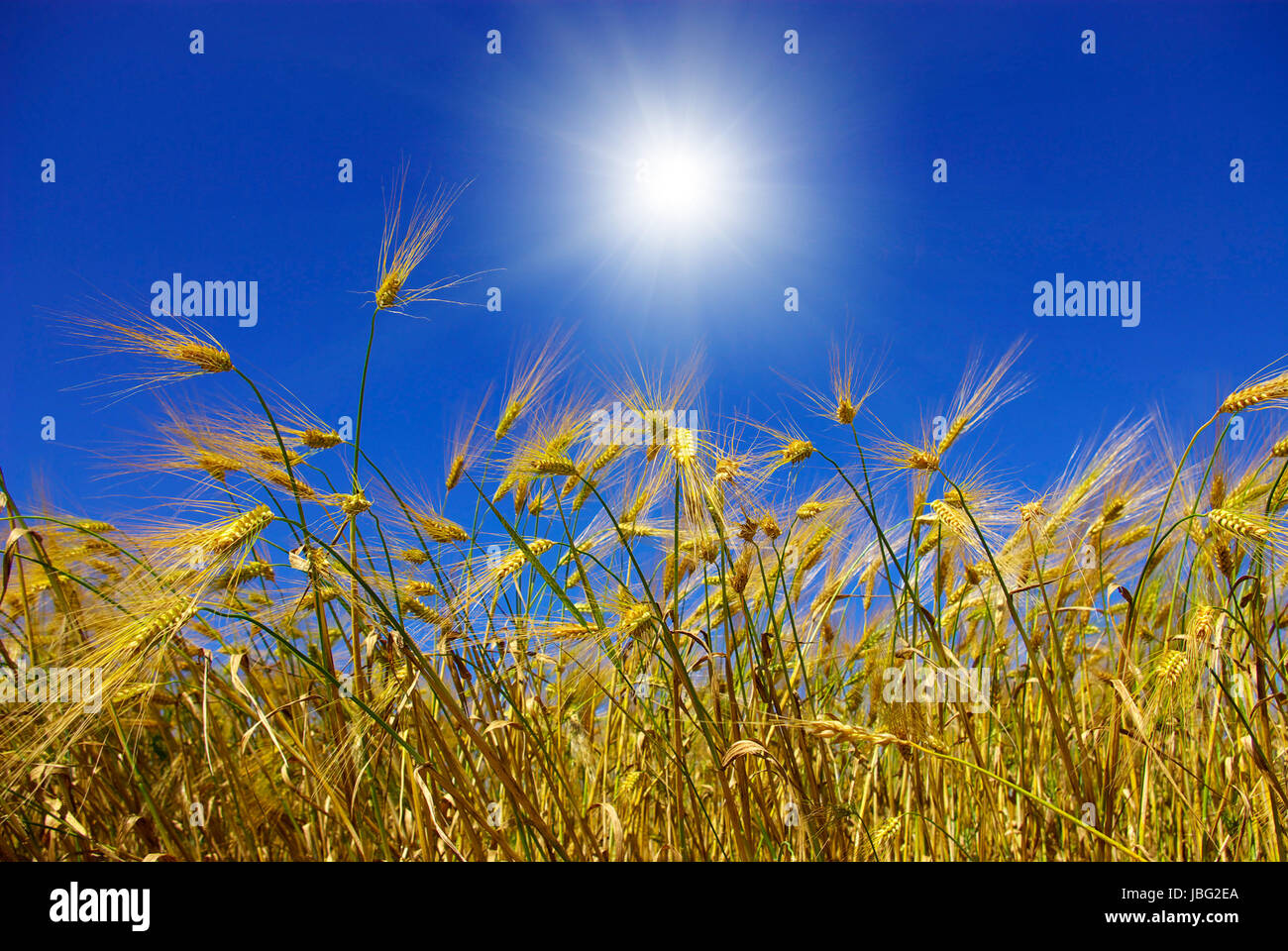 Wheat ears against the blue sky Stock Photo - Alamy