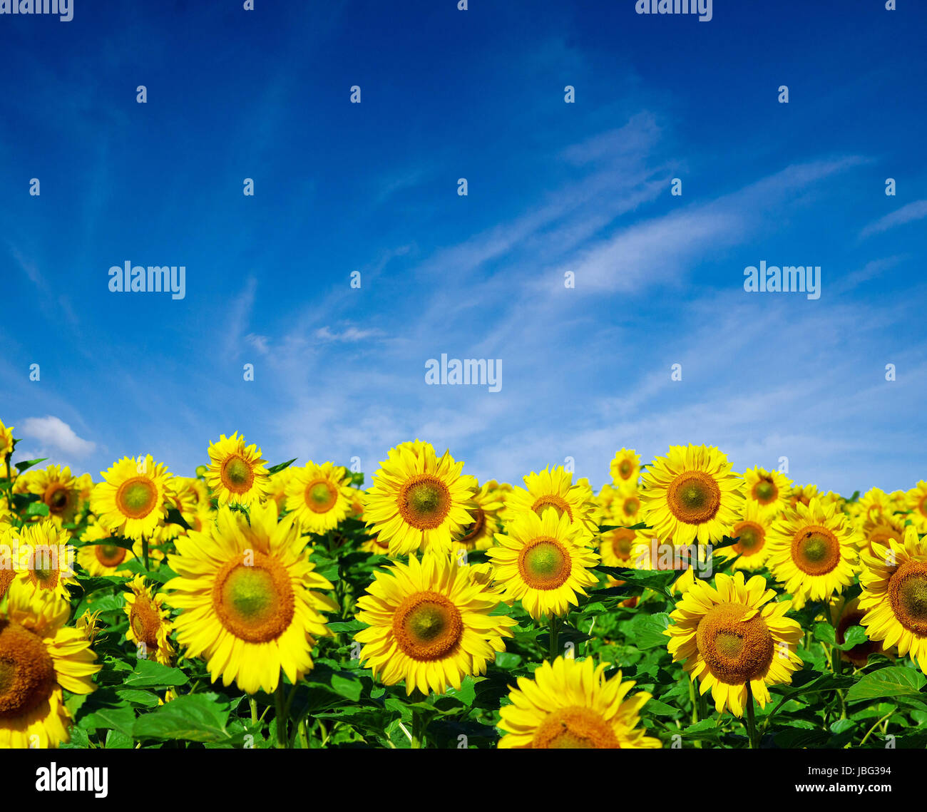 sunflower field over cloudy blue sky Stock Photo - Alamy