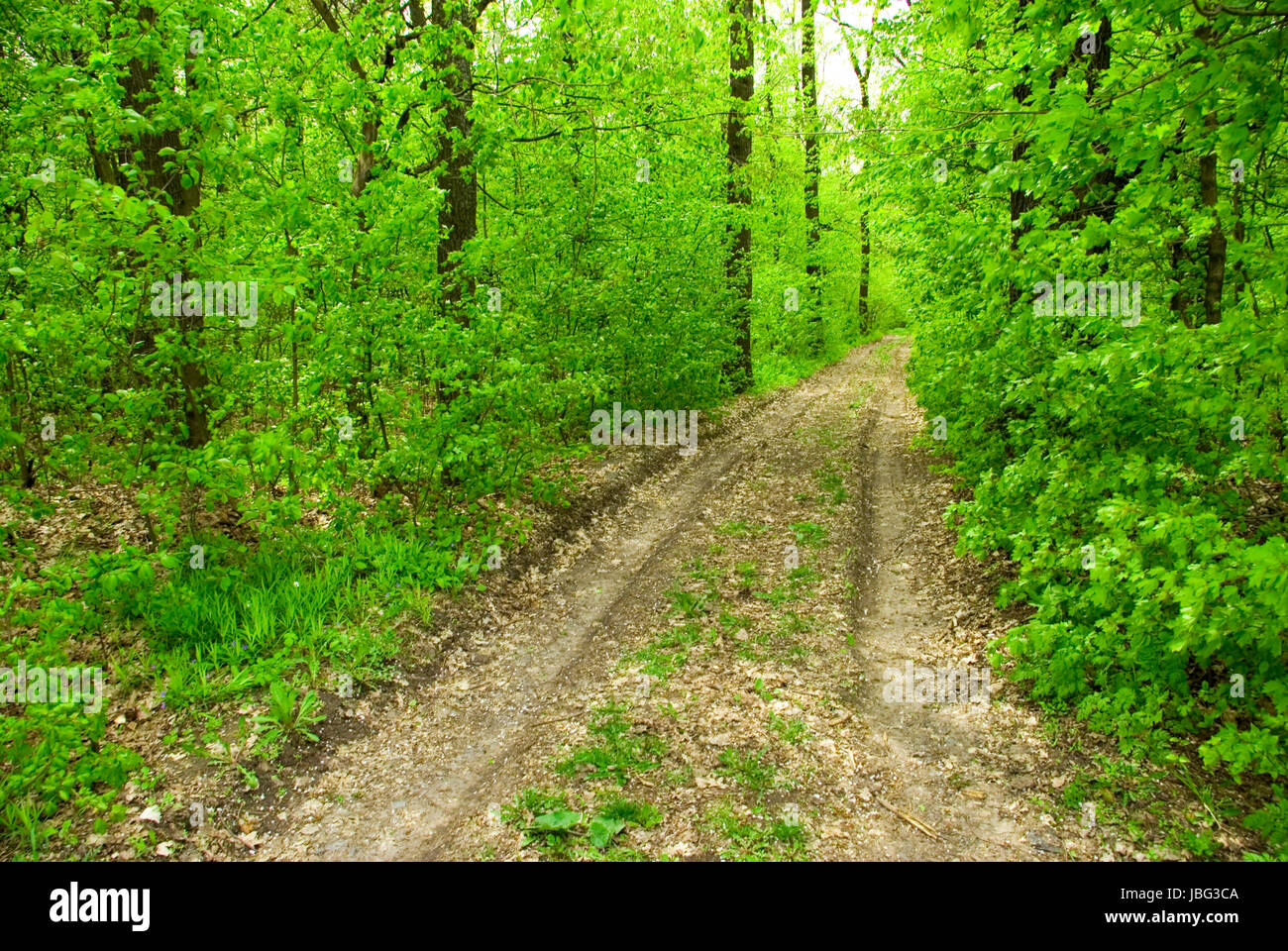a path is in the green forest Stock Photo - Alamy