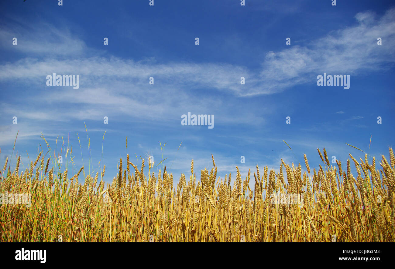 Wheat ears against the blue sky Stock Photo - Alamy