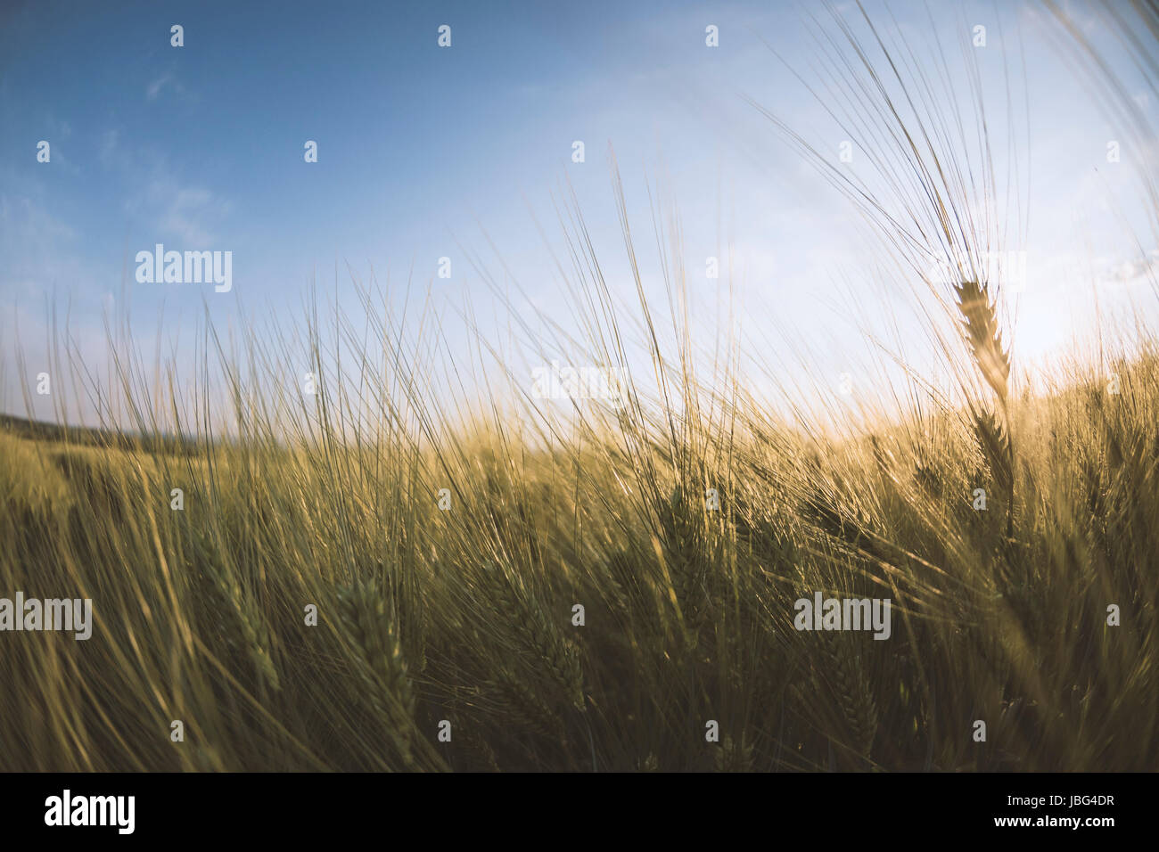Young golden ears of wheat with blue sky on background, Ukraine Stock ...