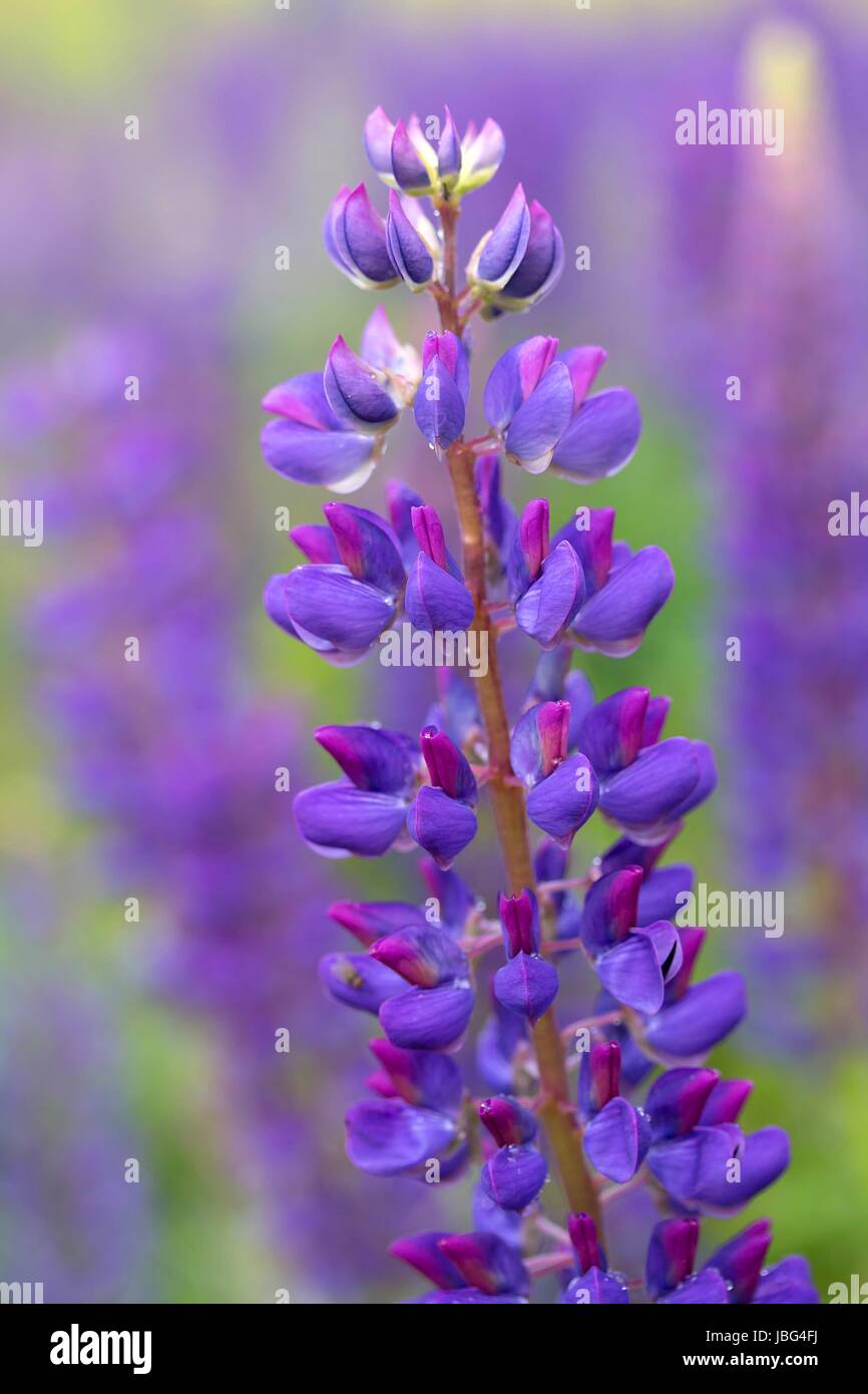 bluebonnet / lupinus angustifolius Stock Photo