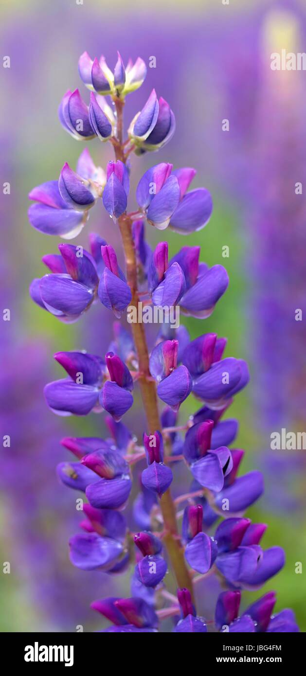 Lupin schmalblattrige hi-res stock photography and images - Alamy