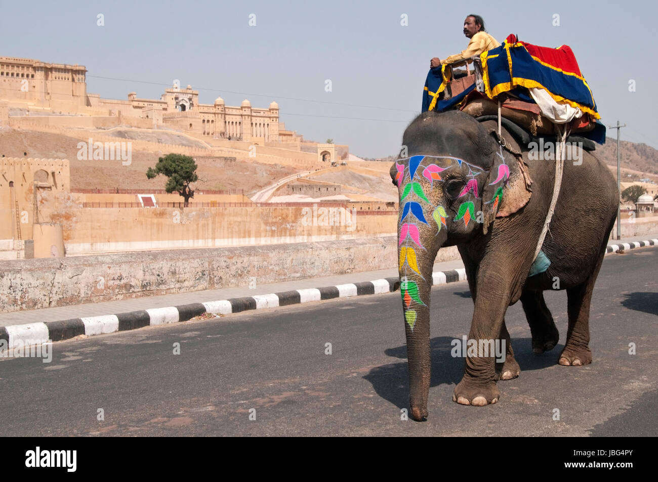 Elephant with decorated head and trunk walking along the road at Amber Fort on the outskirts of Jaipur in Rajasthan, India. Stock Photo