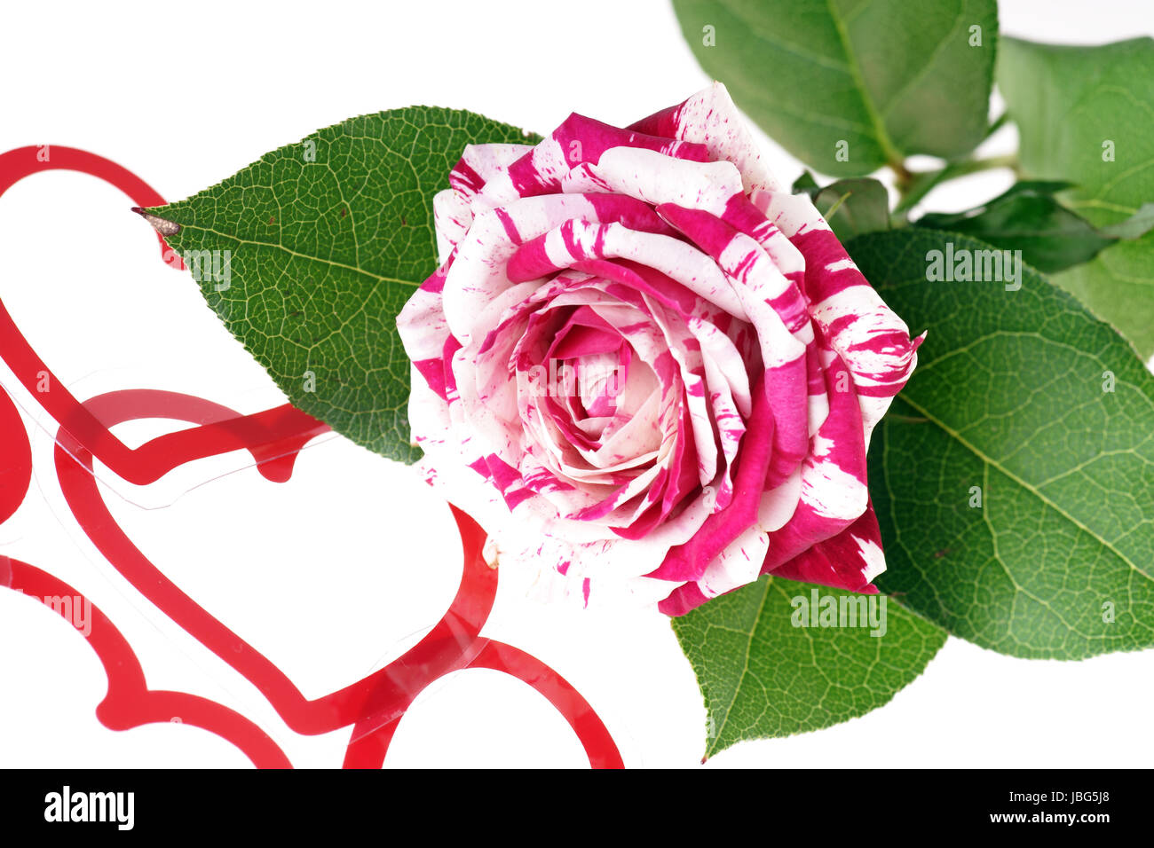 two colored rose with deco heart Stock Photo