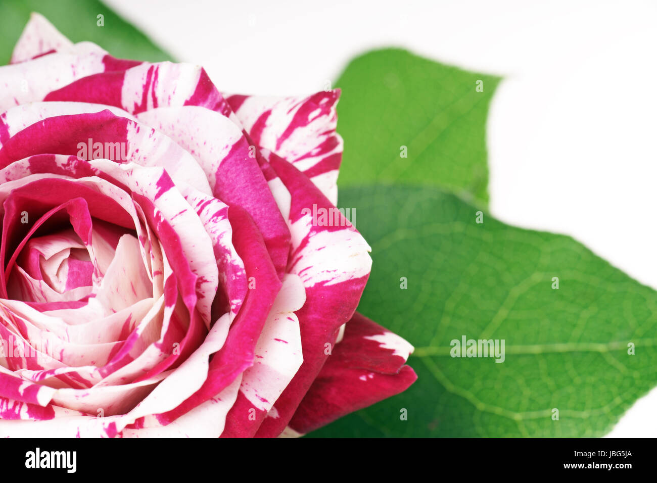 two colored rose Stock Photo