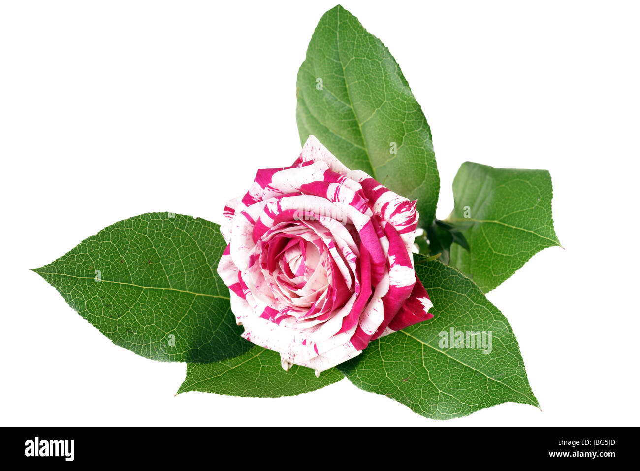 two colored rose isolated over a white background Stock Photo