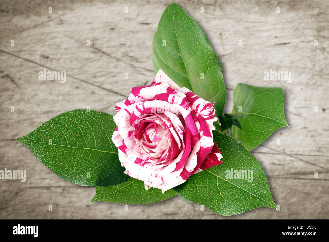 two colored rose over a wooden background Stock Photo