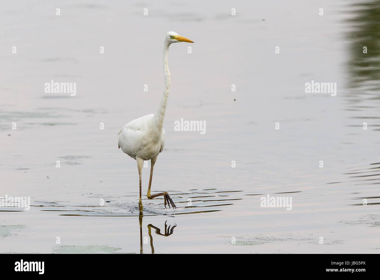 egrets Stock Photo