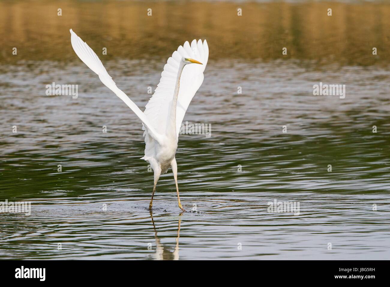 egrets Stock Photo