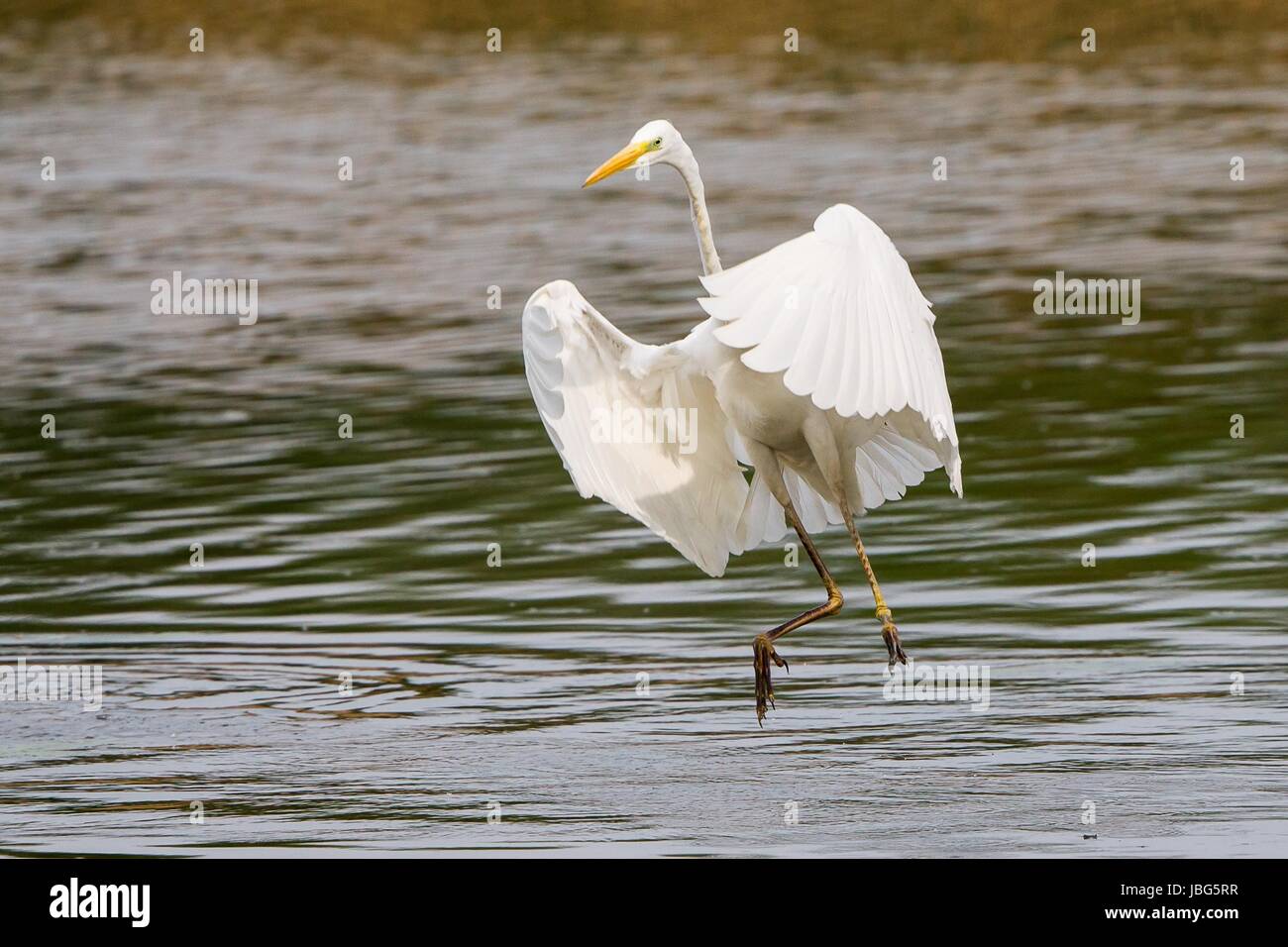 egrets Stock Photo