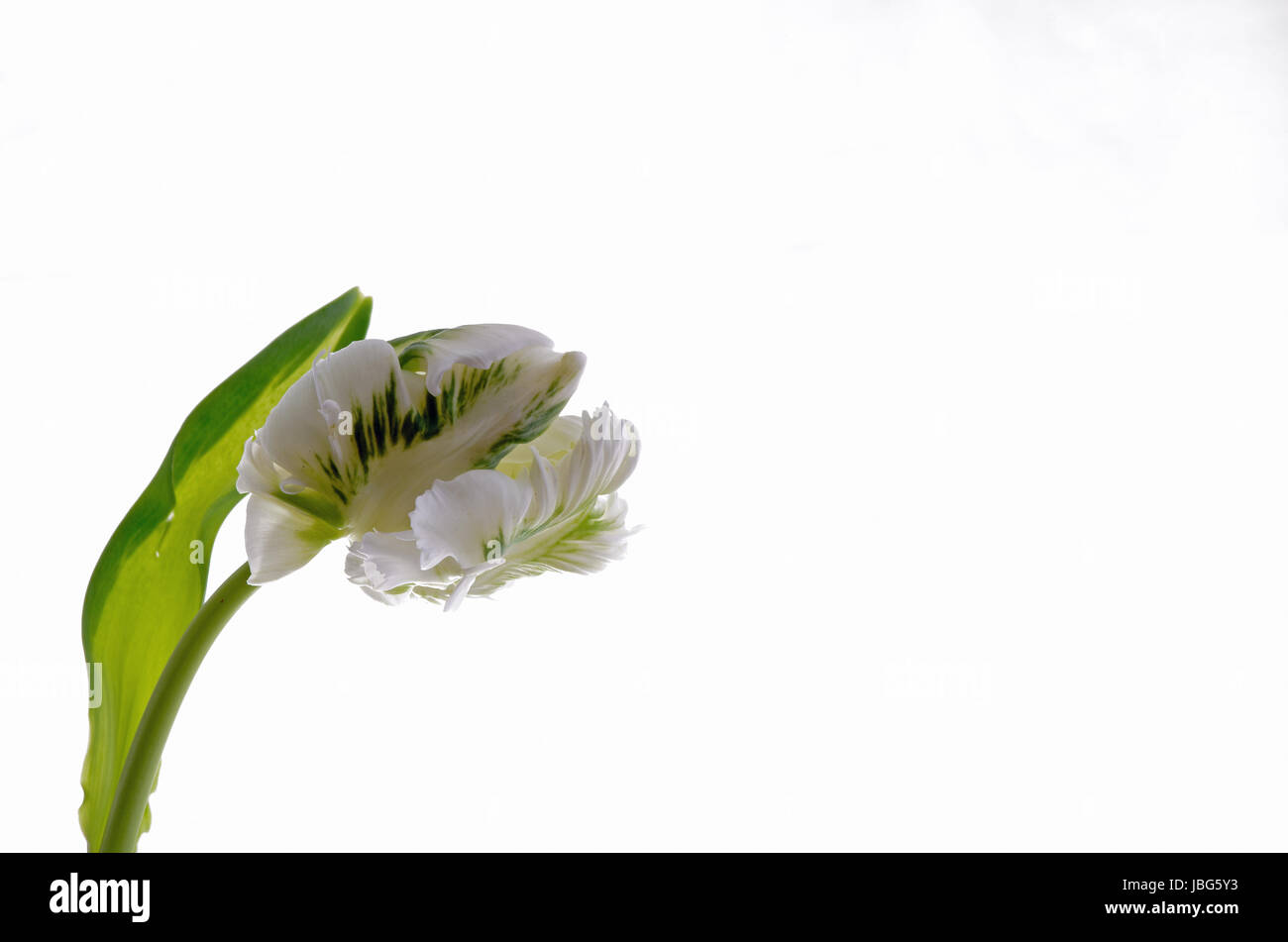 Photo of tulip on a white background Stock Photo - Alamy