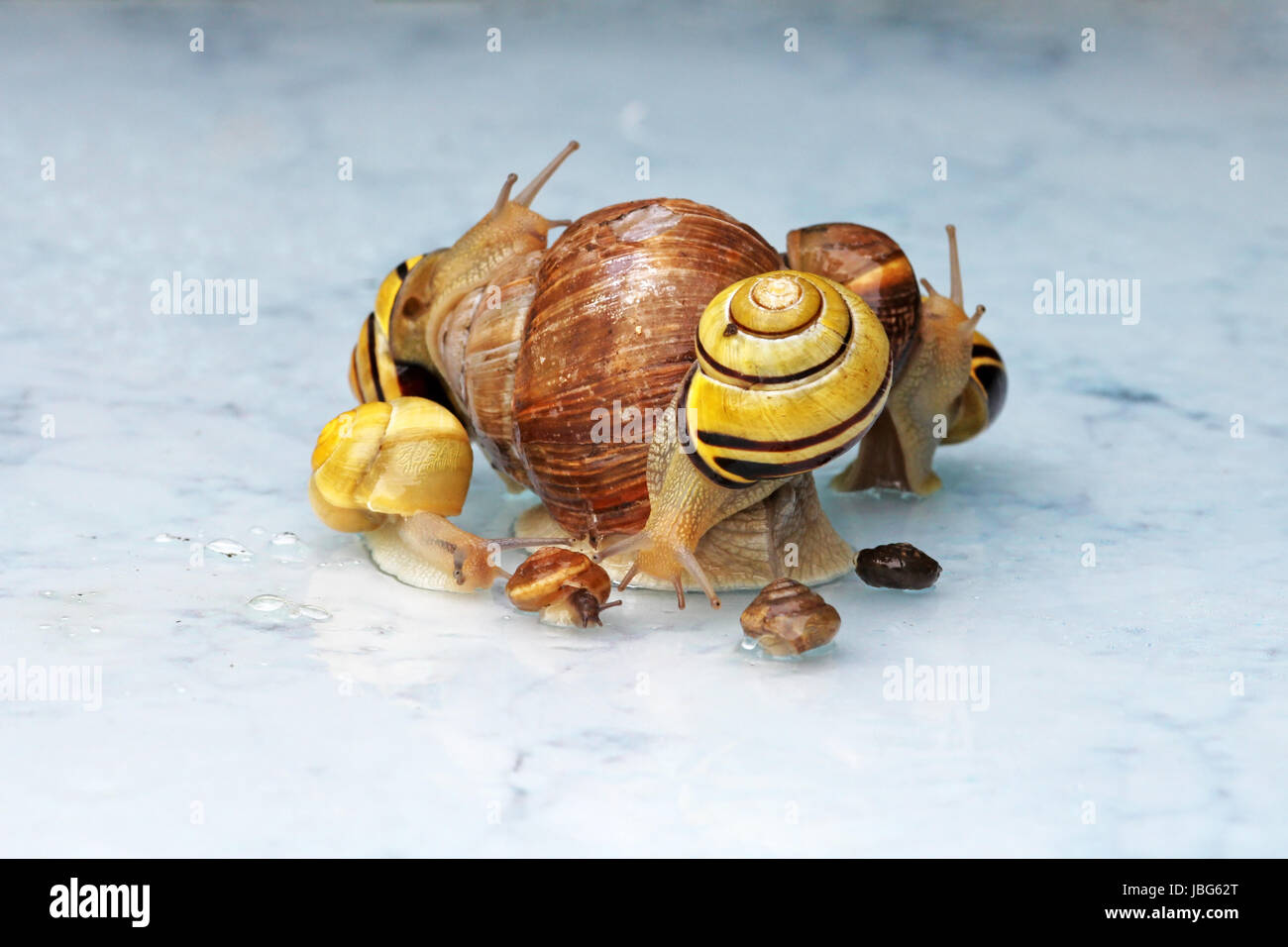 big and small snails Stock Photo