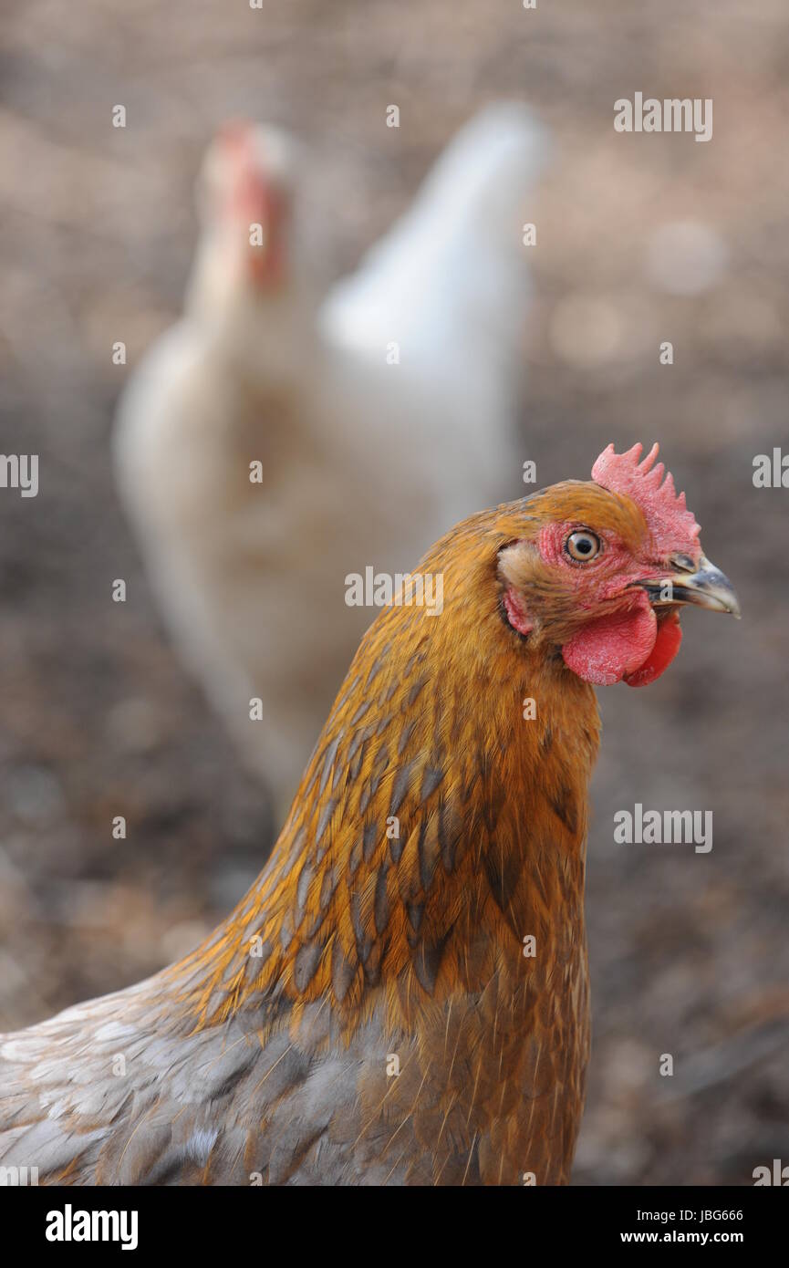 laying hens Stock Photo
