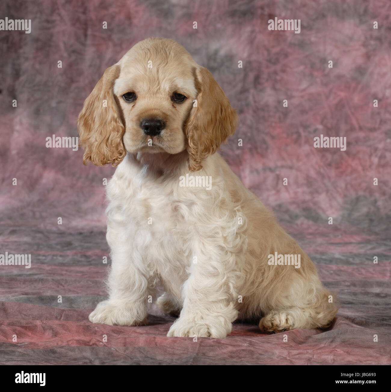 Buff American Cocker Spaniel Puppy High Resolution Stock Photography And Images Alamy