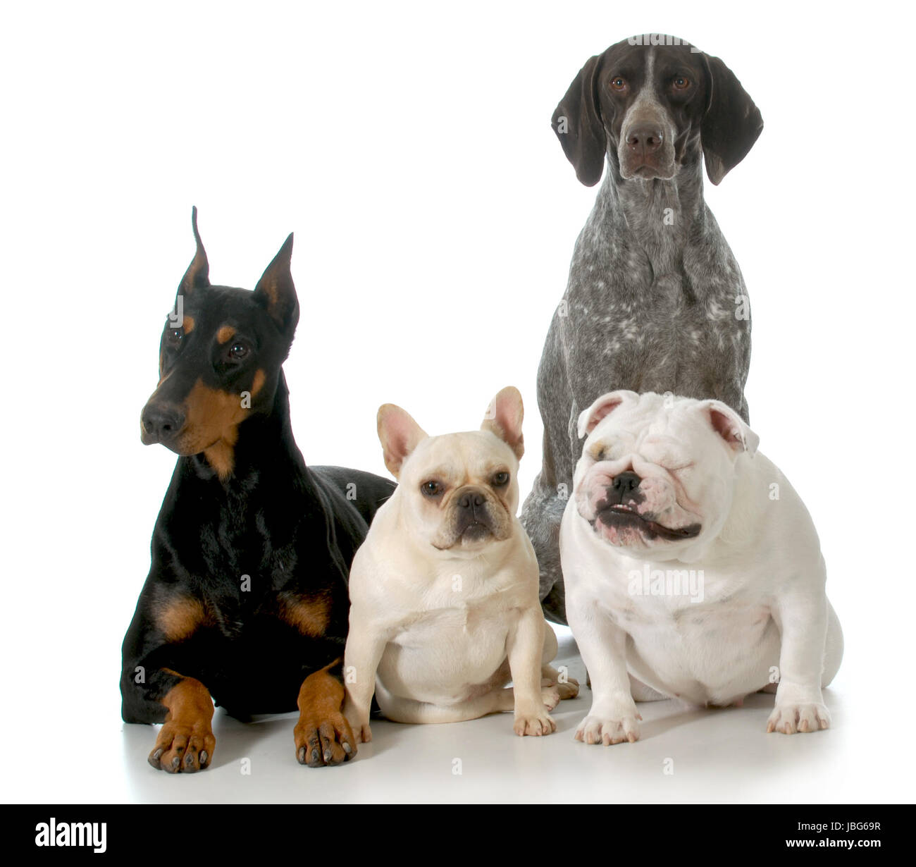 four different breeds sitting isolated on white background - doberman, french bulldog, german shorthaired pointer, english bulldog Stock Photo