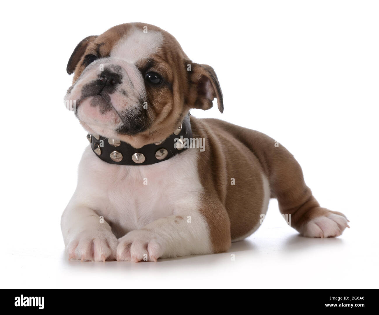 Dog with black spike collar Cut Out Stock Images Pictures Alamy