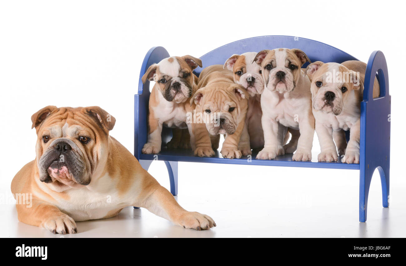 dog family - english bulldog father laying beside litter of puppies sitting on a bench isolated on white background Stock Photo