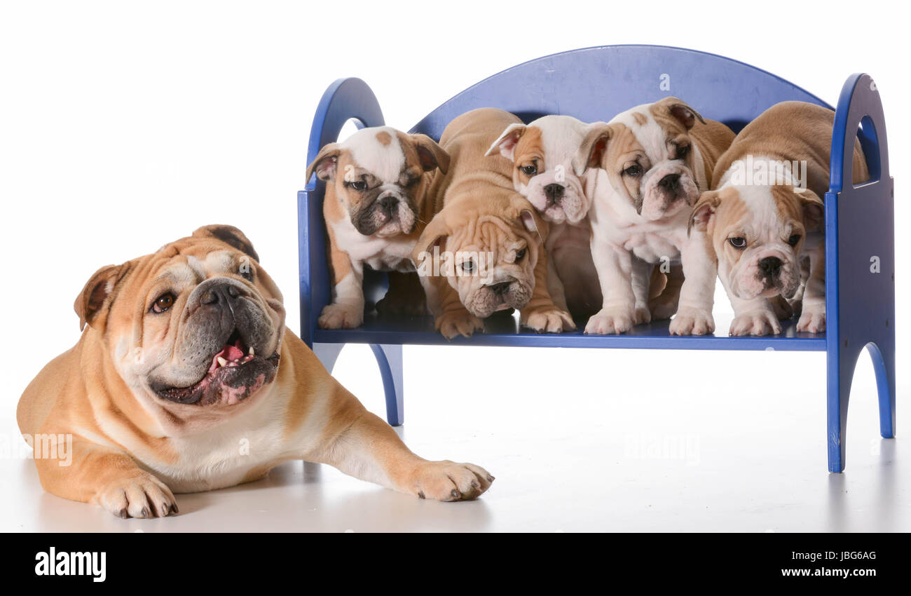 dog family - english bulldog father laying beside litter of puppies sitting on a bench isolated on white background Stock Photo