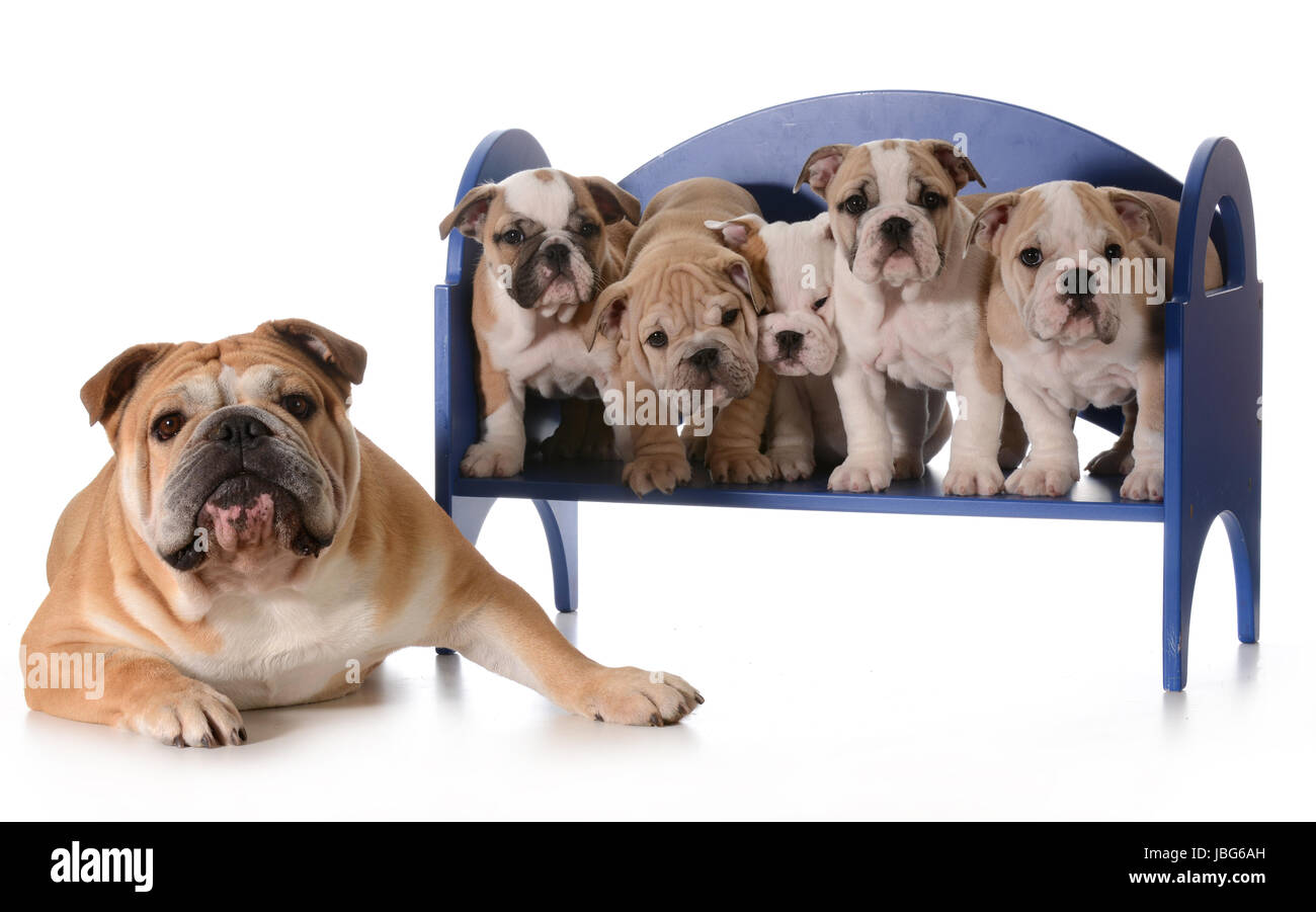 dog family - english bulldog father with five puppies sitting on a bench isolated on white background Stock Photo