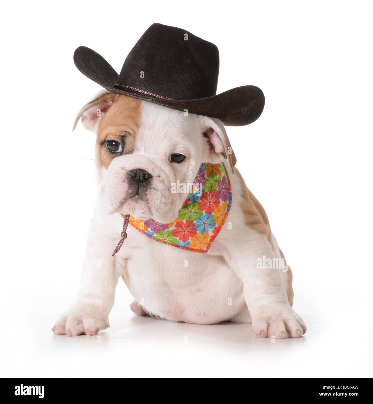 English bulldog gear hotsell