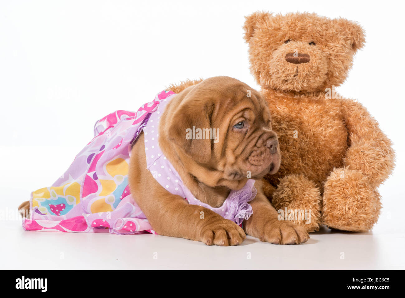 dogue de bordeaux stuffed animal