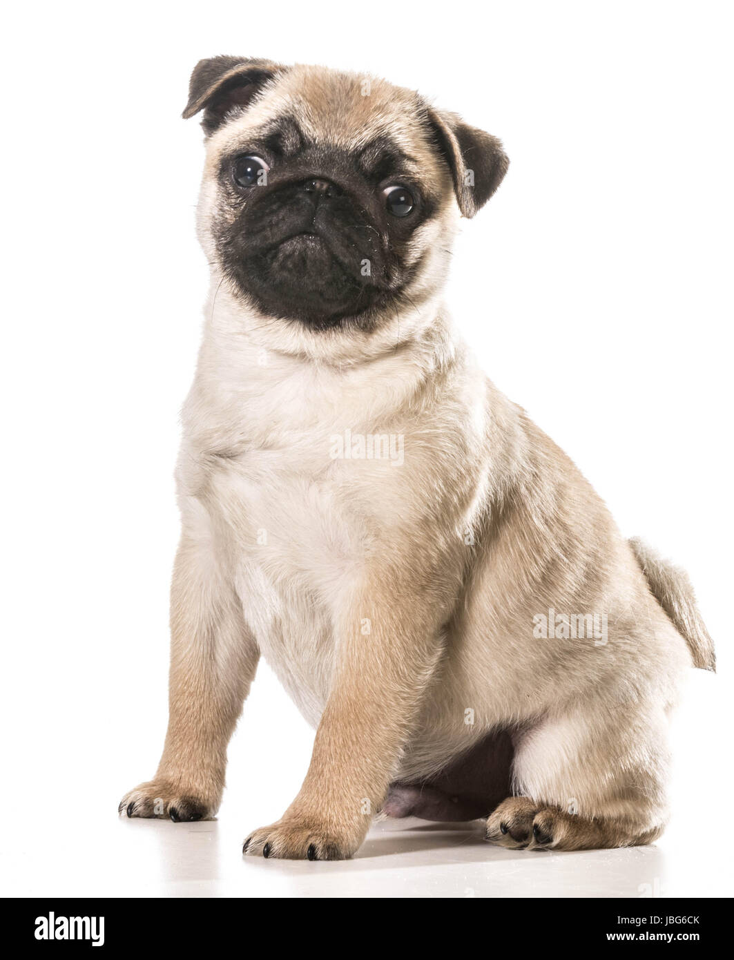 pug sitting looking at viewer isolated on white background Stock Photo ...