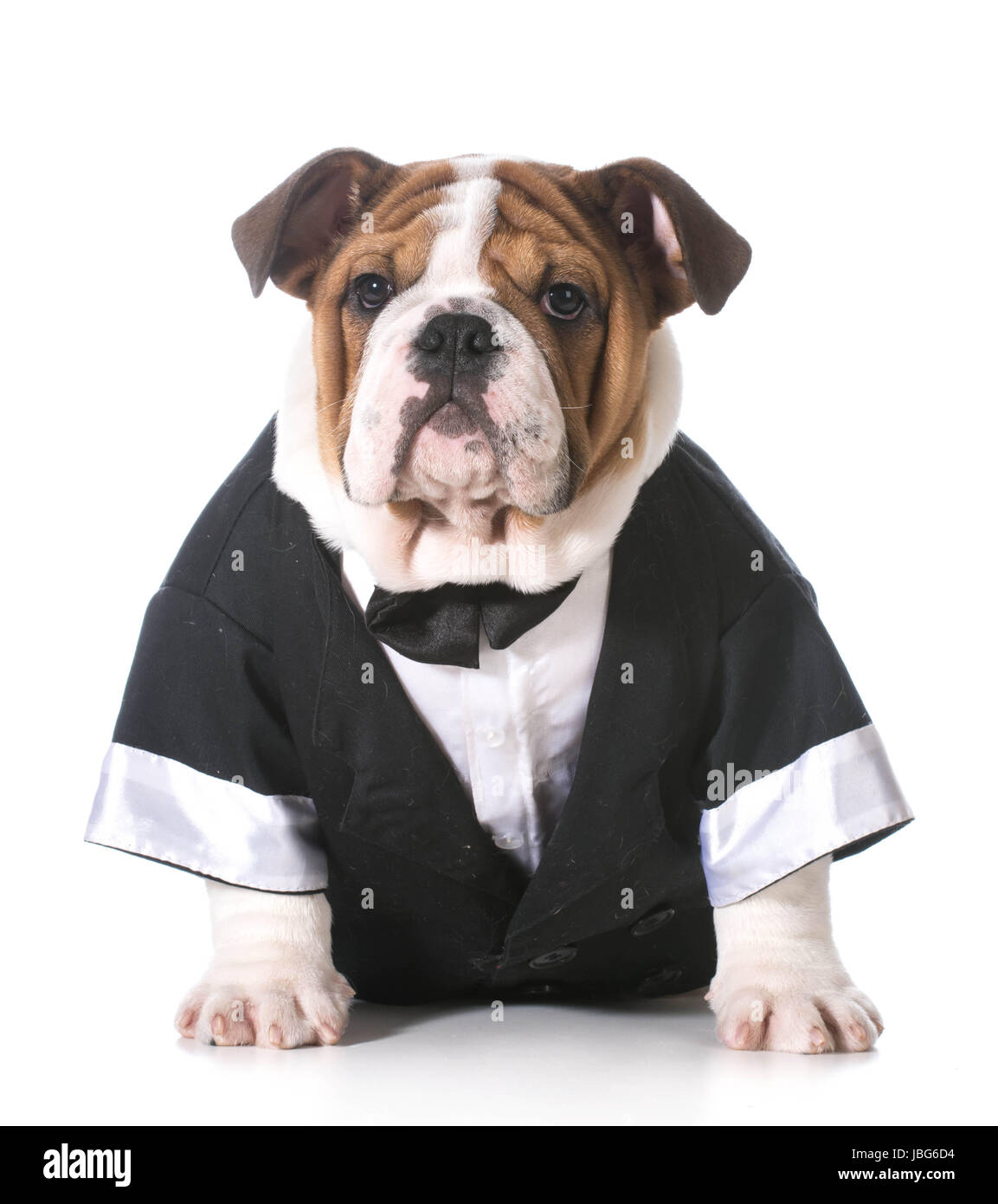 dog wearing tuxedo - english bulldog 3 months old Stock Photo - Alamy